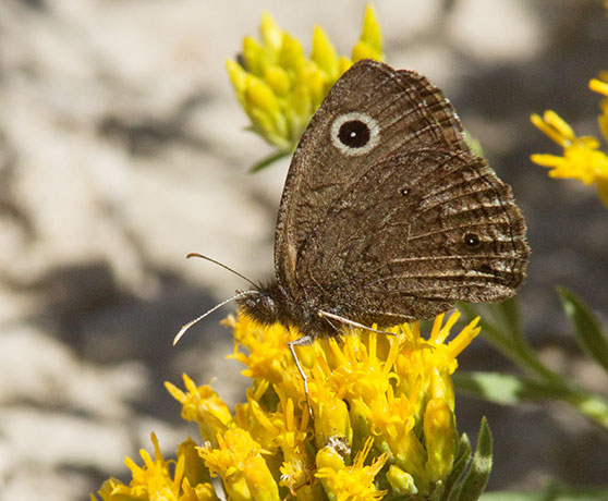Small Wood-Nymph Cercyonis oetus  Butterfly