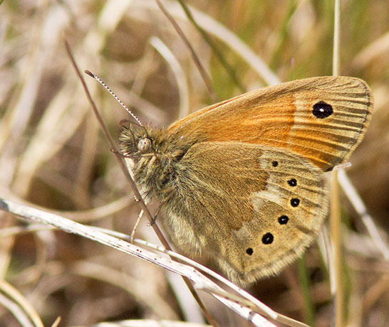 Common Ringlet Coenonympha tullia Butterfly