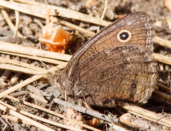 Small Wood-Nymph Cercyonis oetus  Butterfly