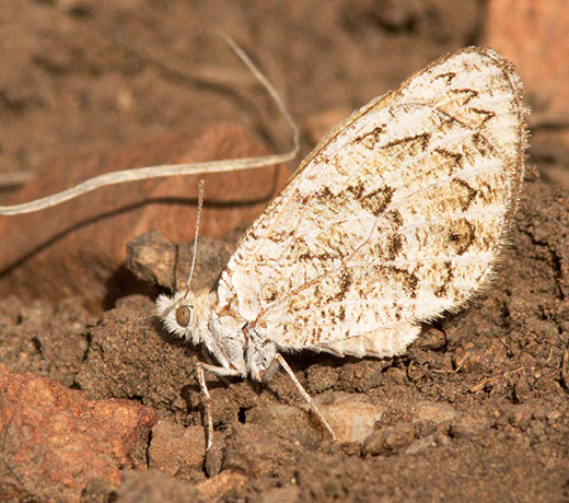 Ridings' Satyr Neominois ridingsii Butterfly