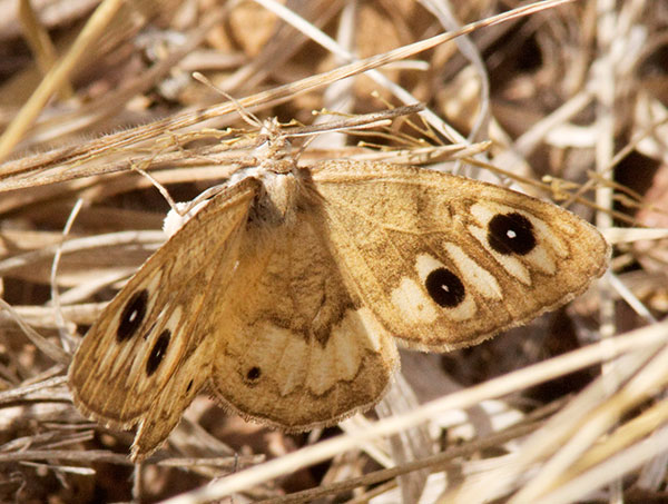 Ridings' Satyr Neominois ridingsii Butterfly