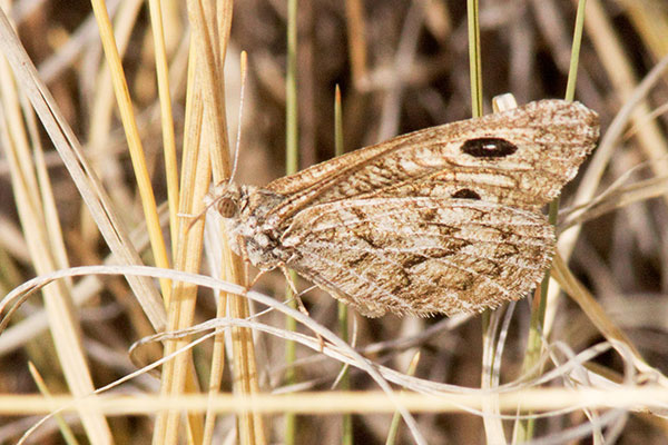 Ridings' Satyr Neominois ridingsii Butterfly
