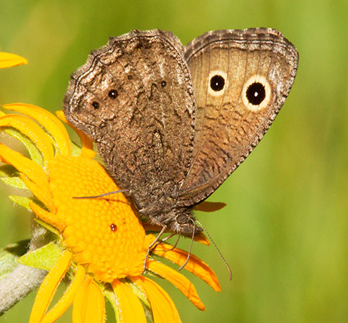 Small Wood-Nymph Cercyonis oetus  Butterfly