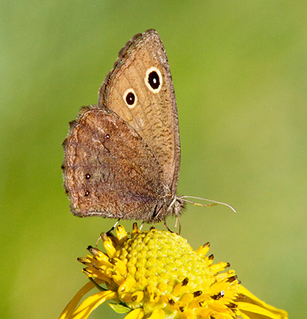 Small Wood-Nymph Cercyonis oetus  Butterfly