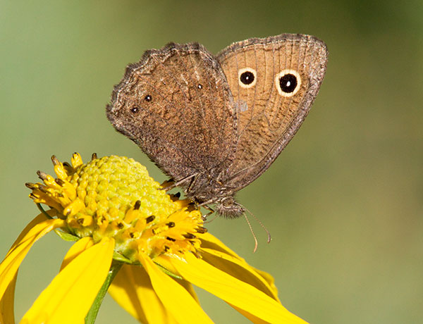 Small Wood-Nymph Cercyonis oetus  Butterfly