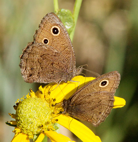 Small Wood-Nymph Cercyonis oetus  Butterfly