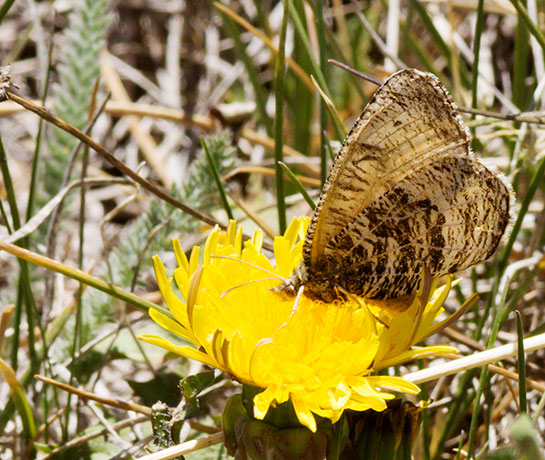 Alberta Arctic Oeneis alberta daura  Butterfly