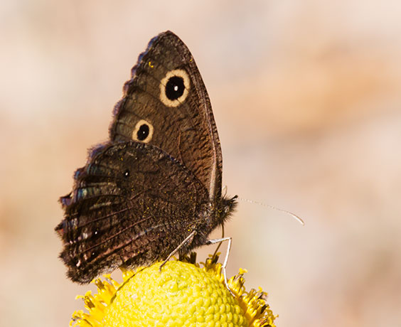 Small Wood-Nymph Cercyonis oetus  Butterfly
