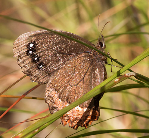 Red-bordered Satyr Gyrocheilus patrobas Butterfly