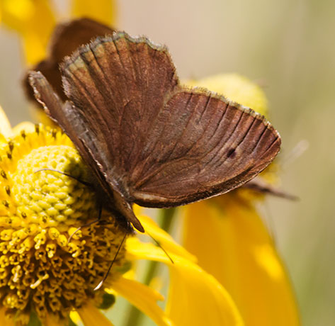 Small Wood-Nymph Cercyonis oetus  Butterfly