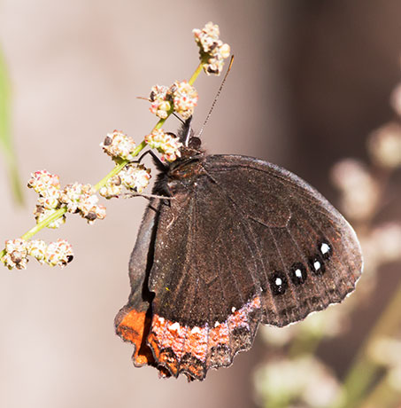 Red-bordered Satyr Gyrocheilus patrobas Butterfly