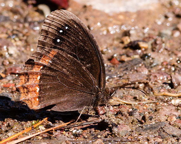 Red-bordered Satyr Gyrocheilus patrobas Butterfly