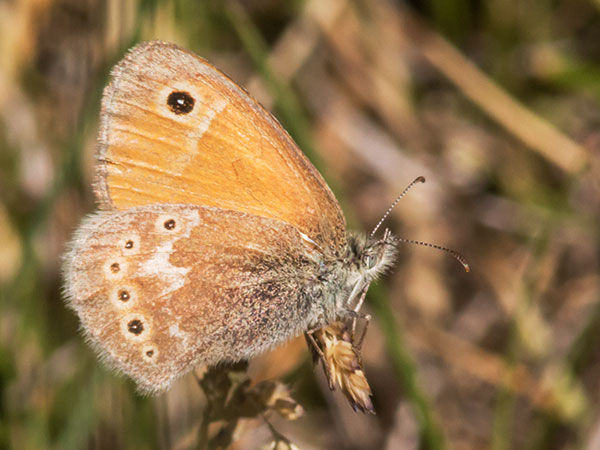 Common Ringlet Coenonympha tullia Butterfly