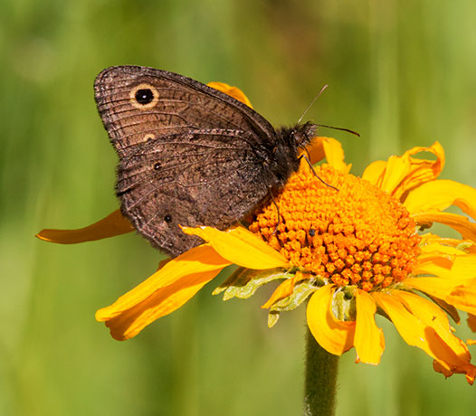 Small Wood-Nymph Cercyonis oetus  Butterfly