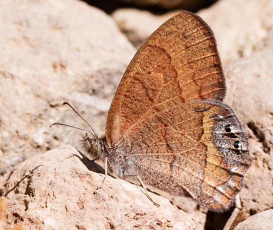 Nabokov's Satyr Cyllopsis pyracmon  Butterfly 