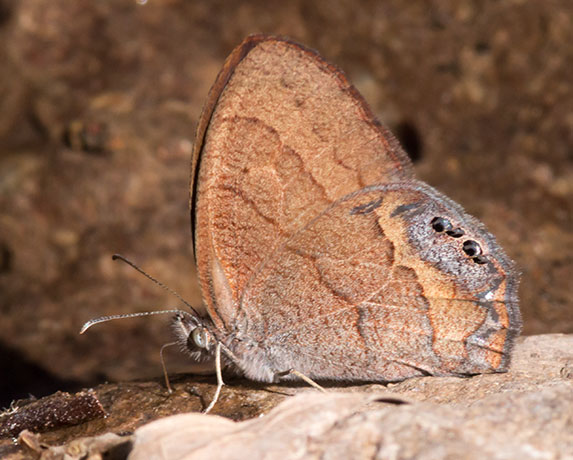 Nabokov's Satyr Cyllopsis pyracmon  Butterfly 