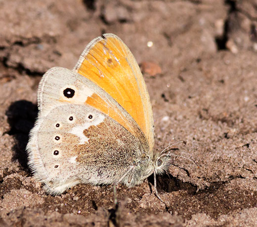 Common Ringlet Coenonympha tullia Butterfly