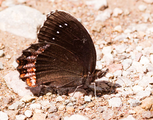 Red-bordered Satyr Gyrocheilus patrobas Butterfly