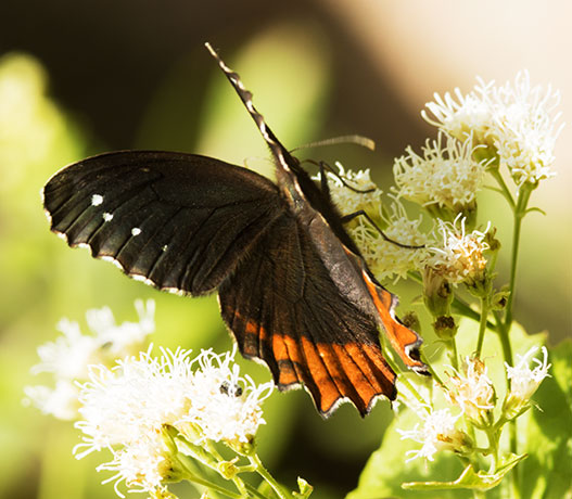 Red-bordered Satyr Gyrocheilus patrobas Butterfly