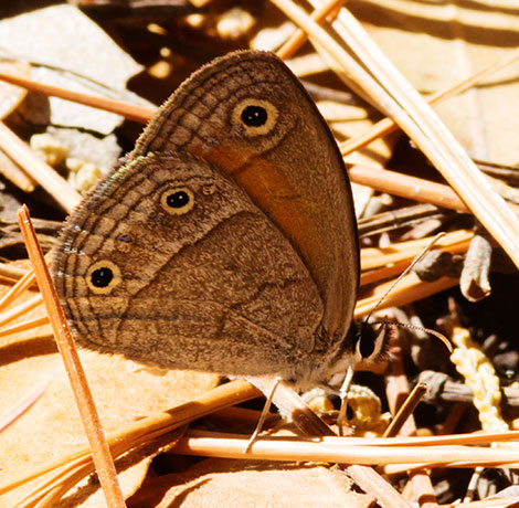 Red Satyr Megisto rubricat  Butterfly