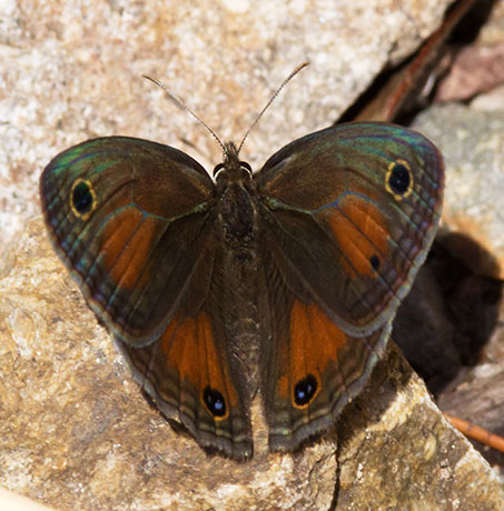 Red Satyr Megisto rubricat  Butterfly