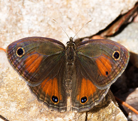 Red Satyr Megisto rubricat  Butterfly