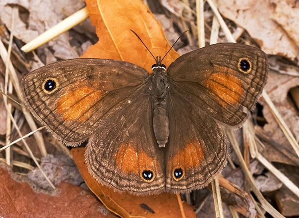Red Satyr Megisto rubricat  Butterfly