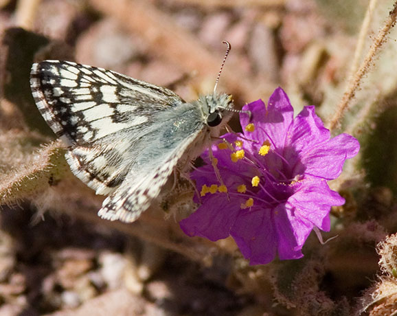 Checkered Skipper Pyrgus
