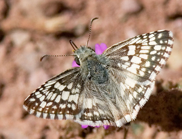 Checkered Skipper Pyrgus