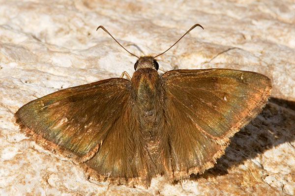 Skipper  family Hesperiidae