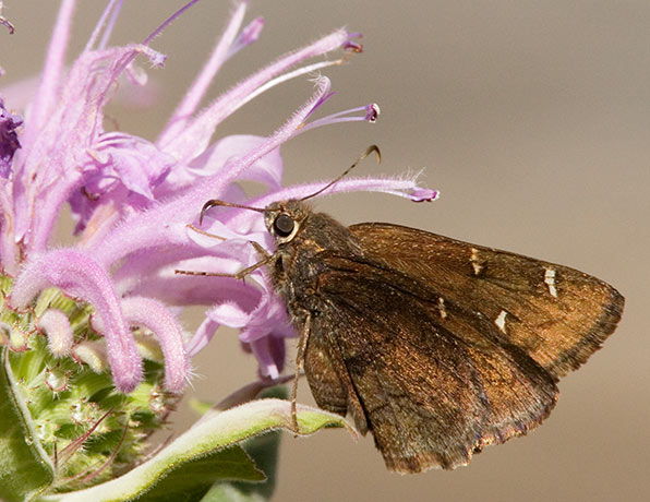 Deva Skipper Atrytonopsi deva Butterfly