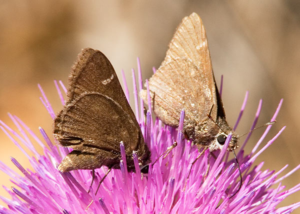 Deva Skipper Atrytonopsi deva Butterfly