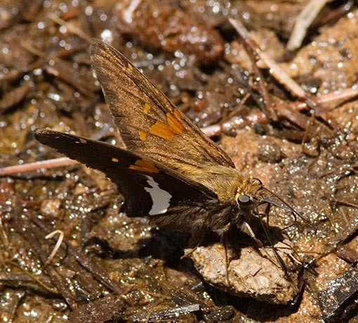 Silver-spotted Skipper Epargyreus clarus Butterfly
