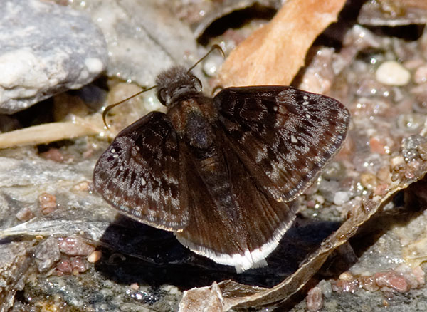 Duskywing family Hesperiidae subfamily pyrginae Butterfly