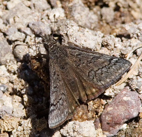Duskywing family Hesperiidae subfamily pyrginae Butterfly