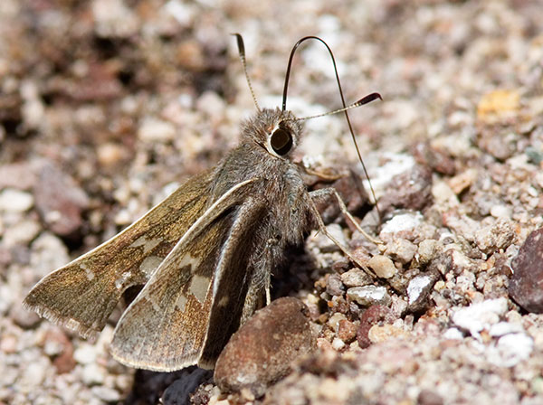 Skipper  family Hesperiidae subfamily pyrginae Butterfly