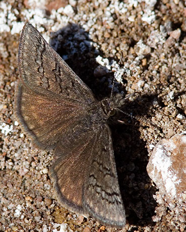 Duskywing family Hesperiidae subfamily pyrginae Butterfly