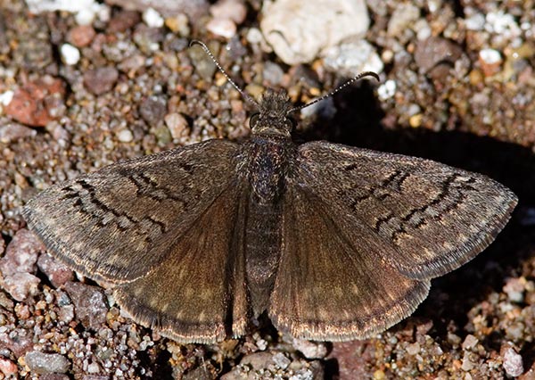 Duskywing family Hesperiidae subfamily pyrginae Butterfly