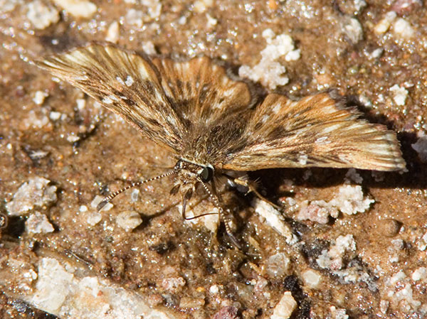Common Streaky-Skipper Celotes nessus Butterfly