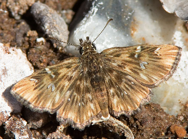 Common Streaky-Skipper Celotes nessus Butterfly