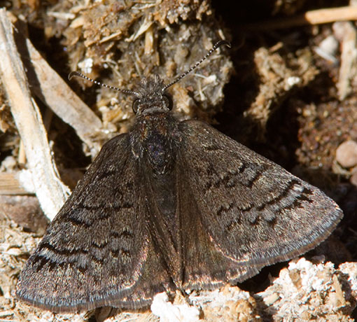 Duskywing family Hesperiidae subfamily pyrginae Butterfly