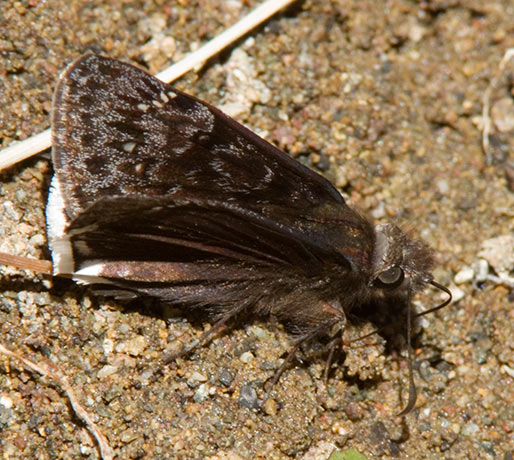 Funereal Duskywing Erynnis funeralis Butterfly
