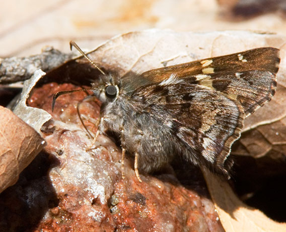 Short-tailed Skipper Zestusa dorus Butterfly