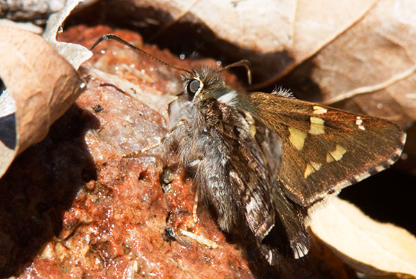 Short-tailed Skipper Zestusa dorus Butterfly