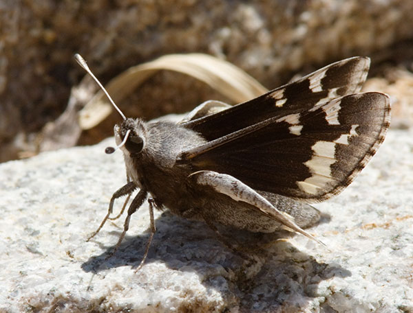 Yucca Giant-Skipper Megathymus yuccae Butterfly