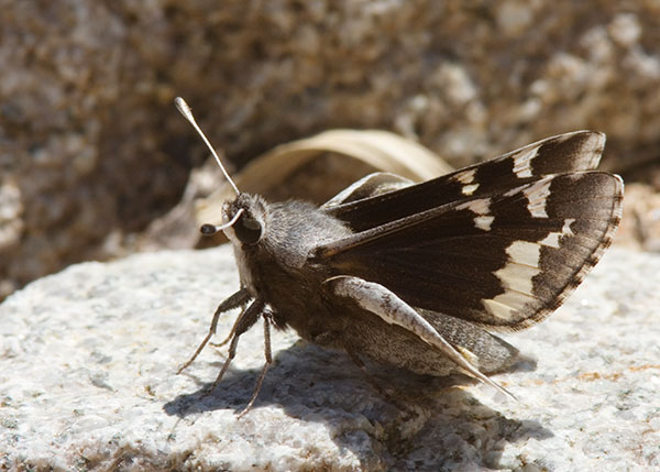 Yucca Giant-Skipper Megathymus yuccae Butterfly