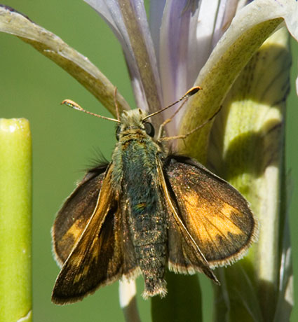 Taxiles Skipper Poanes Texiles Butterfly