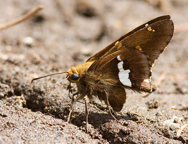 Silver-spotted Skipper Epargyreus clarus Butterfly