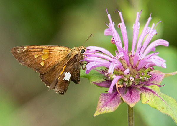 Silver-spotted Skipper Epargyreus clarus Butterfly