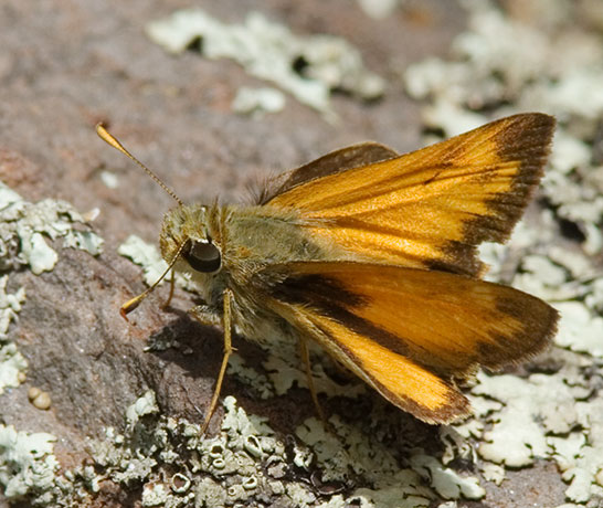 Skipper  family Hesperiidae subfamily pyrginae Butterfly